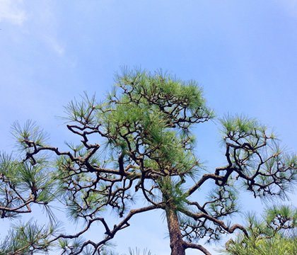 档ノ木造園の由来